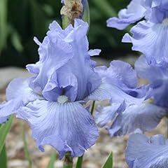 Pianta iris germanica usato  Spedito ovunque in Italia 