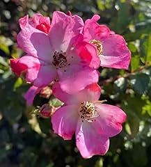 Ballerina rose scented for sale  Delivered anywhere in UK