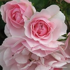 Lot pots rose d'occasion  Livré partout en Belgiqu