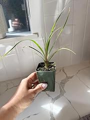 Ponytail palm live for sale  Delivered anywhere in USA 