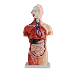 Kifidis orthopedics torso usato  Spedito ovunque in Italia 