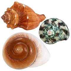 3pcs natural hermit for sale  Delivered anywhere in USA 