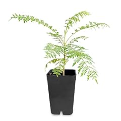 Shelfie mini jacaranda for sale  Delivered anywhere in USA 