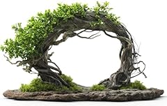Willow arch bonsai for sale  Delivered anywhere in USA 