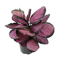 Purple calathea plant for sale  Delivered anywhere in USA 