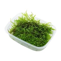Vesicularia dubyana for sale  Delivered anywhere in UK