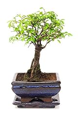 Chinese elm bonsai for sale  Delivered anywhere in UK