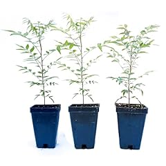 Chinese pistache trees for sale  Delivered anywhere in USA 