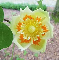 Liriodendron tulipifera garden for sale  Delivered anywhere in UK