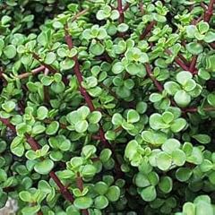 Elephant bush portulacaria for sale  Delivered anywhere in USA 