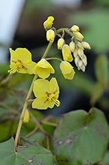 Epimedium grandiflorum perenni for sale  Delivered anywhere in Ireland