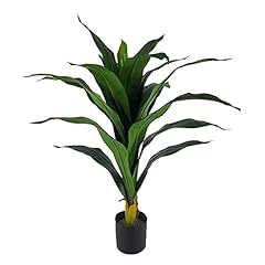 Meubletmoi yucca pianta usato  Spedito ovunque in Italia 