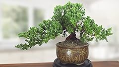Bonsai juniper year for sale  Delivered anywhere in USA 
