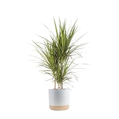 Costa farms dracaena for sale  Delivered anywhere in USA 