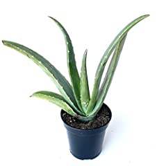 Live aloe vera for sale  Delivered anywhere in USA 