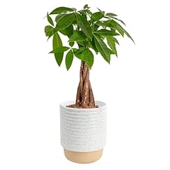 Costa farms money for sale  Delivered anywhere in USA 