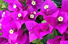 Bougainvillea elizabeth angus for sale  Delivered anywhere in UK