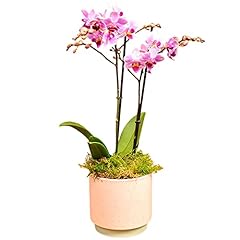 Phalenopsis plant pot for sale  Delivered anywhere in UK