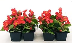 Powers flowers begonia usato  Spedito ovunque in Italia 