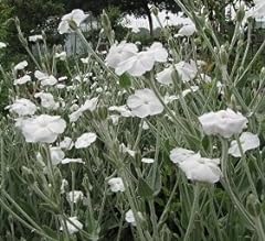 White rose campion for sale  Delivered anywhere in UK