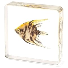 Hudirgo real taxidermy for sale  Delivered anywhere in USA 