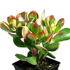 Rare money plant for sale  Delivered anywhere in UK