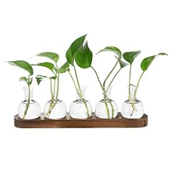 Everkeen plant propagation for sale  Delivered anywhere in UK