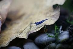 Live neocaridina blue for sale  Delivered anywhere in USA 