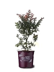 American plant plum for sale  Delivered anywhere in USA 