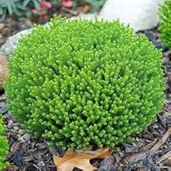 Hebe green globe for sale  Delivered anywhere in UK