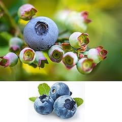 Blueberry bush sunshine for sale  Delivered anywhere in UK