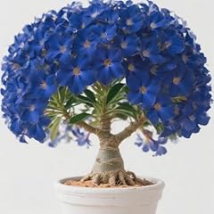 Desert rose plant for sale  Delivered anywhere in UK