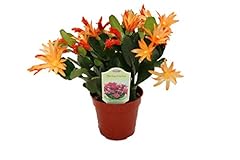 Spring cactus california for sale  Delivered anywhere in USA 