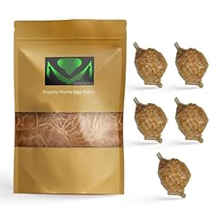 Usmantis praying mantis for sale  Delivered anywhere in USA 