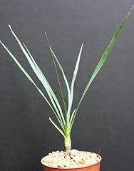Yucca rostrata live for sale  Delivered anywhere in USA 