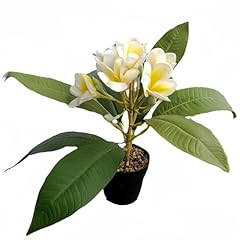Xizhi 17.7 inch for sale  Delivered anywhere in USA 