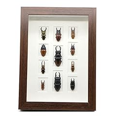 Lllunimon real beetles for sale  Delivered anywhere in UK