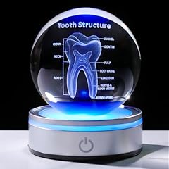 Enjinkail tooth model for sale  Delivered anywhere in USA 