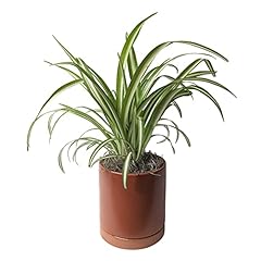 Easy grow spider for sale  Delivered anywhere in USA 