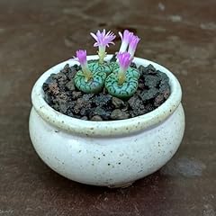 Sunnyplants conophytum bcordel gebraucht kaufen  Wird an jeden Ort in Deutschland