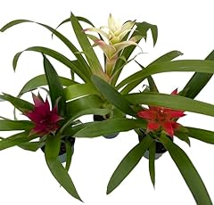 Guzmania vase plant for sale  Delivered anywhere in USA 