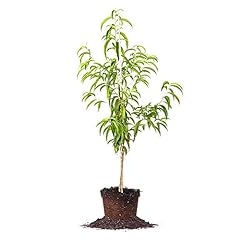 Flordacrest peach tree for sale  Delivered anywhere in USA 