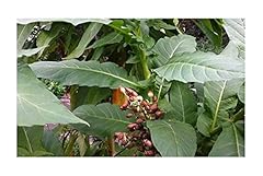 Pcs 50x nicotiana for sale  Delivered anywhere in UK
