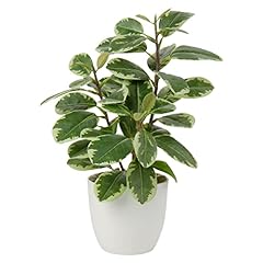 Oairse artificial plant for sale  Delivered anywhere in UK