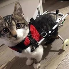 Fauteuil roulant chat d'occasion  Livré partout en France