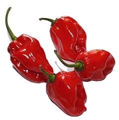 Peperoncino habanero rosso usato  Spedito ovunque in Italia 