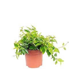 Peperomia assortiment poivrons d'occasion  Livré partout en France