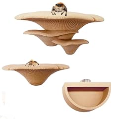Pack jumping spider for sale  Delivered anywhere in USA 