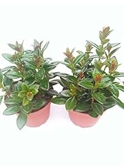 Two goldfish plant for sale  Delivered anywhere in USA 