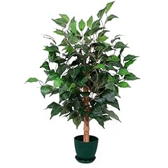 2ft ficus tree for sale  Delivered anywhere in USA 